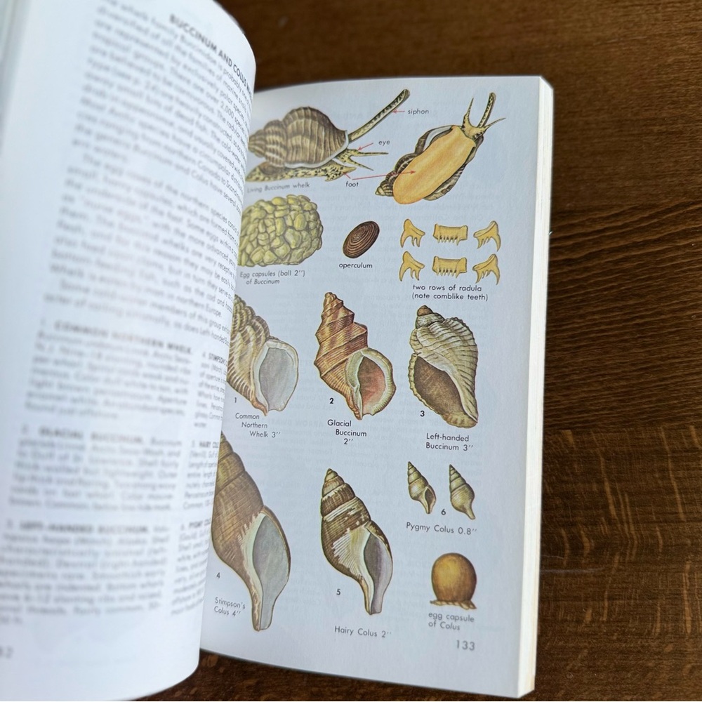 Seashells of North America A Guide to Field Identification - Picture 11 of 11
